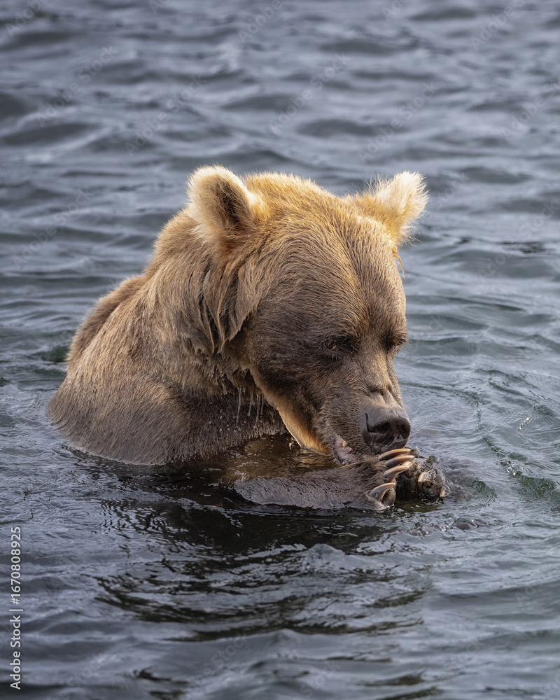 Obraz premium Brown Bear Katmai Brooks Falls Brooks River Fall Autumn Eatiing
