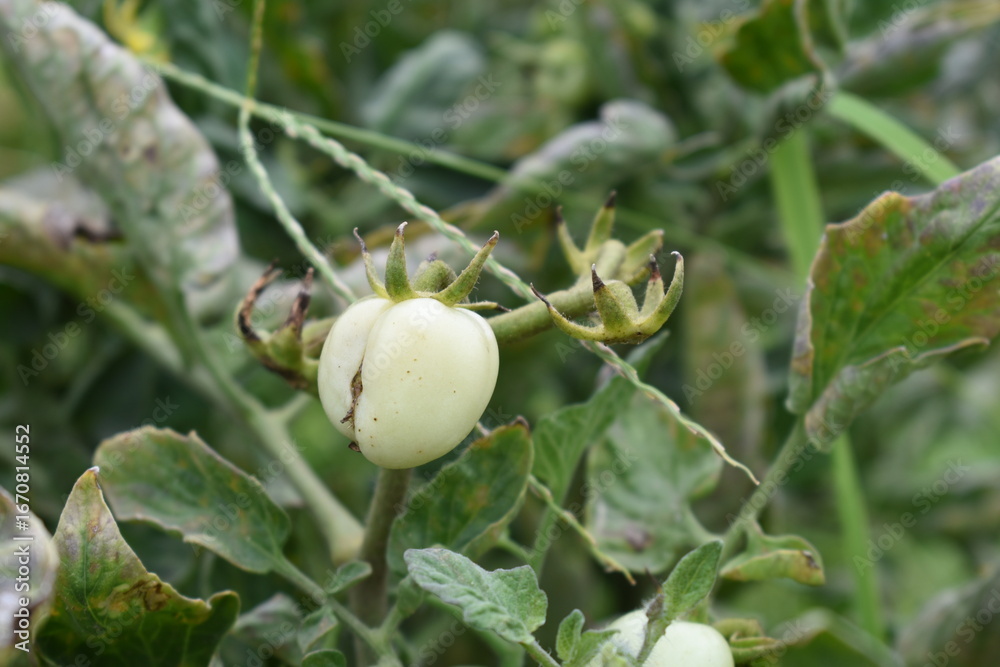 Obraz premium Green unripe Tomato, Green tomatoes plantation. Organic farming, young unripe tomato plant growth in greenhouse, Fresh green unripe tomatoes growing in the garden, Vegetable plantation with tomatoes
