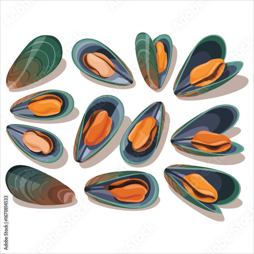 fresh New Zealand green-lipped mussels isolated vector illustration on white background