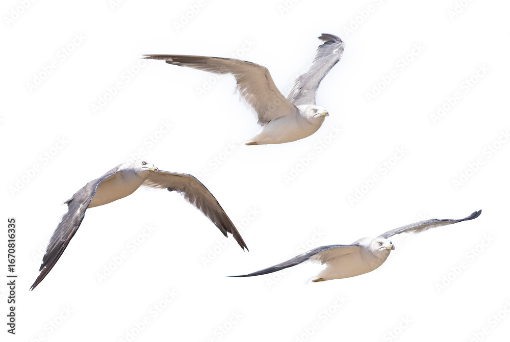 Naklejka premium 飛翔するウミネコの切り抜き画像