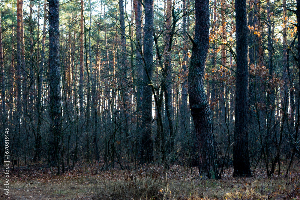 Obraz premium autumn forest in the morning