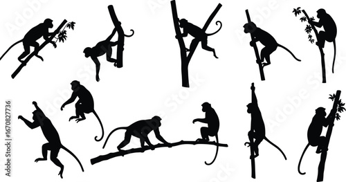 Monkey silhouettes in jungle scenes, climbing trees and branches, vector collection of primates in natural poses, wildlife illustration