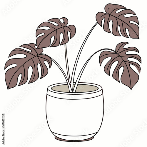 A brown monstera plant in a white flower pot on a plain background