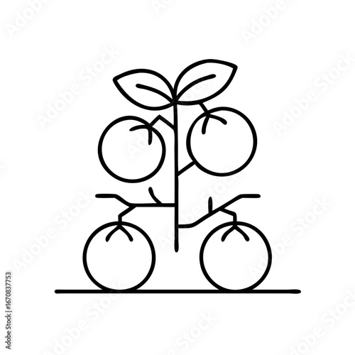 Minimalist tomato plant icon set on transparent background