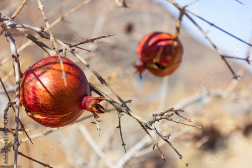Ripe pomegranates on dry thorny branches in Taft, Iran, symbolizing autumn harvest, traditional farming, and natural fruit cultivation in the desert landscape.