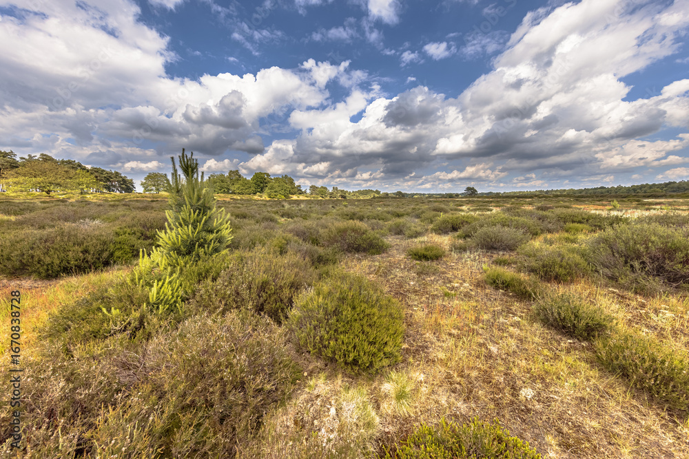 Obraz premium Arid Heathland with open vegetation