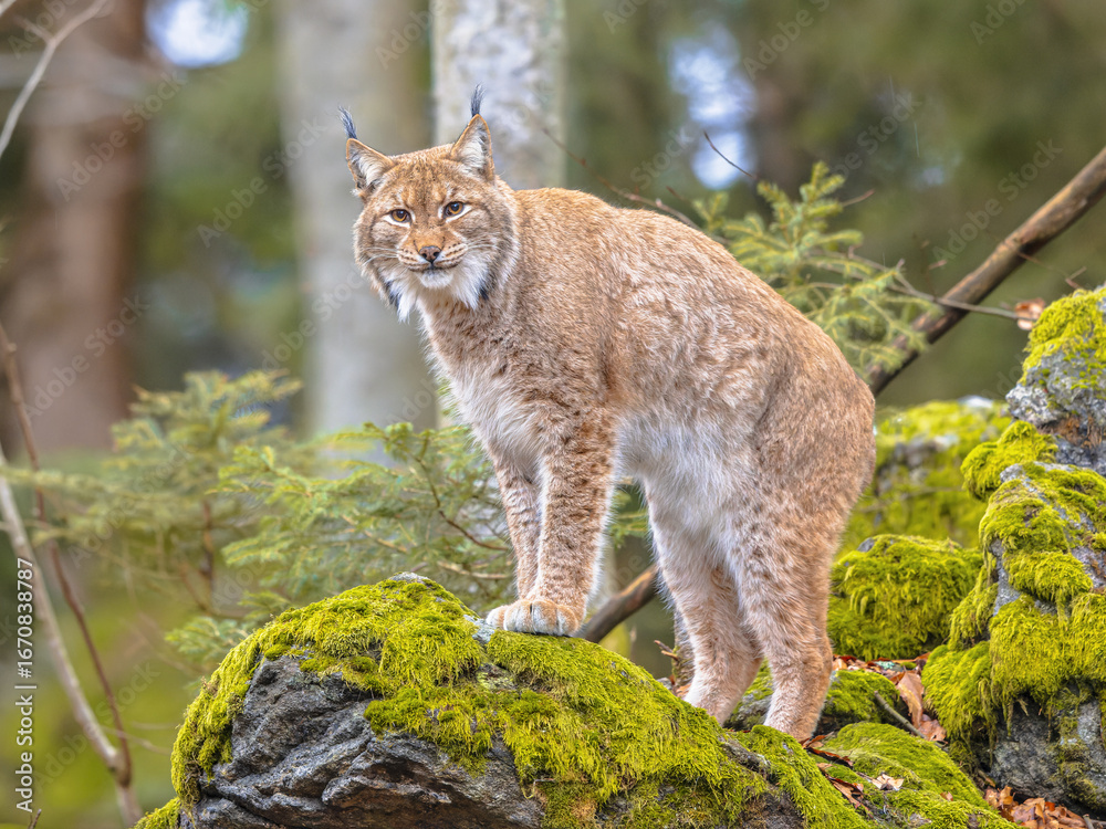 Obraz premium Eurasian Lynx in European Forest Habitat