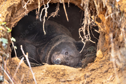 Eurasian brown bear waking up from hibernation