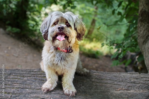 Lhasa Apso Mix ? - Abstammung als tibeter Mönchshund?