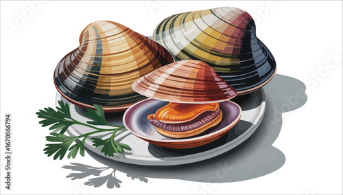 pair of fresh clamshells vector art isolated on white background