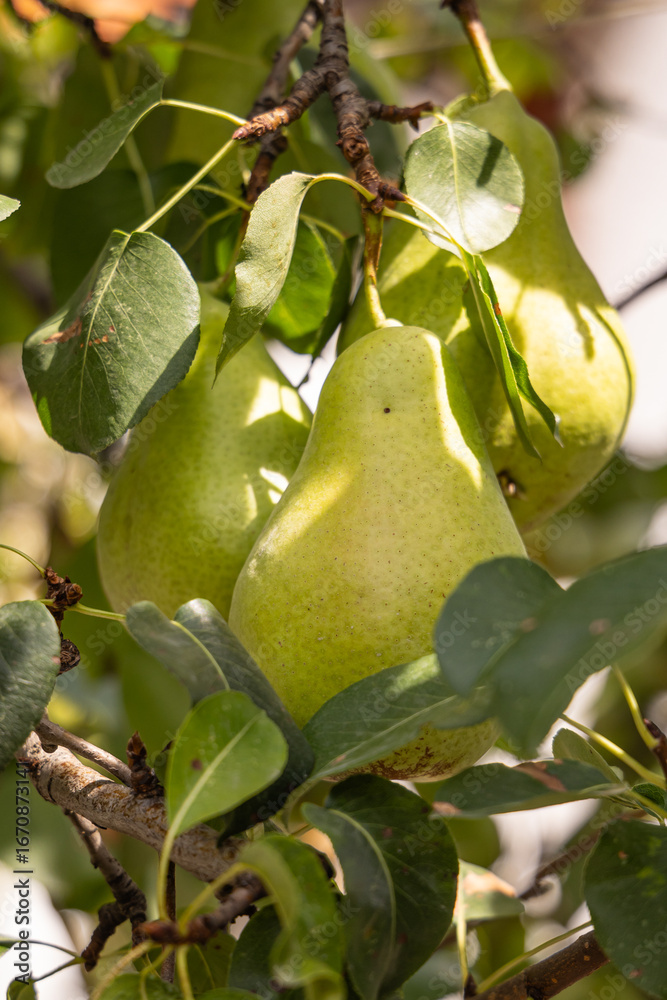 Obraz premium Green pears hanging on a tree.