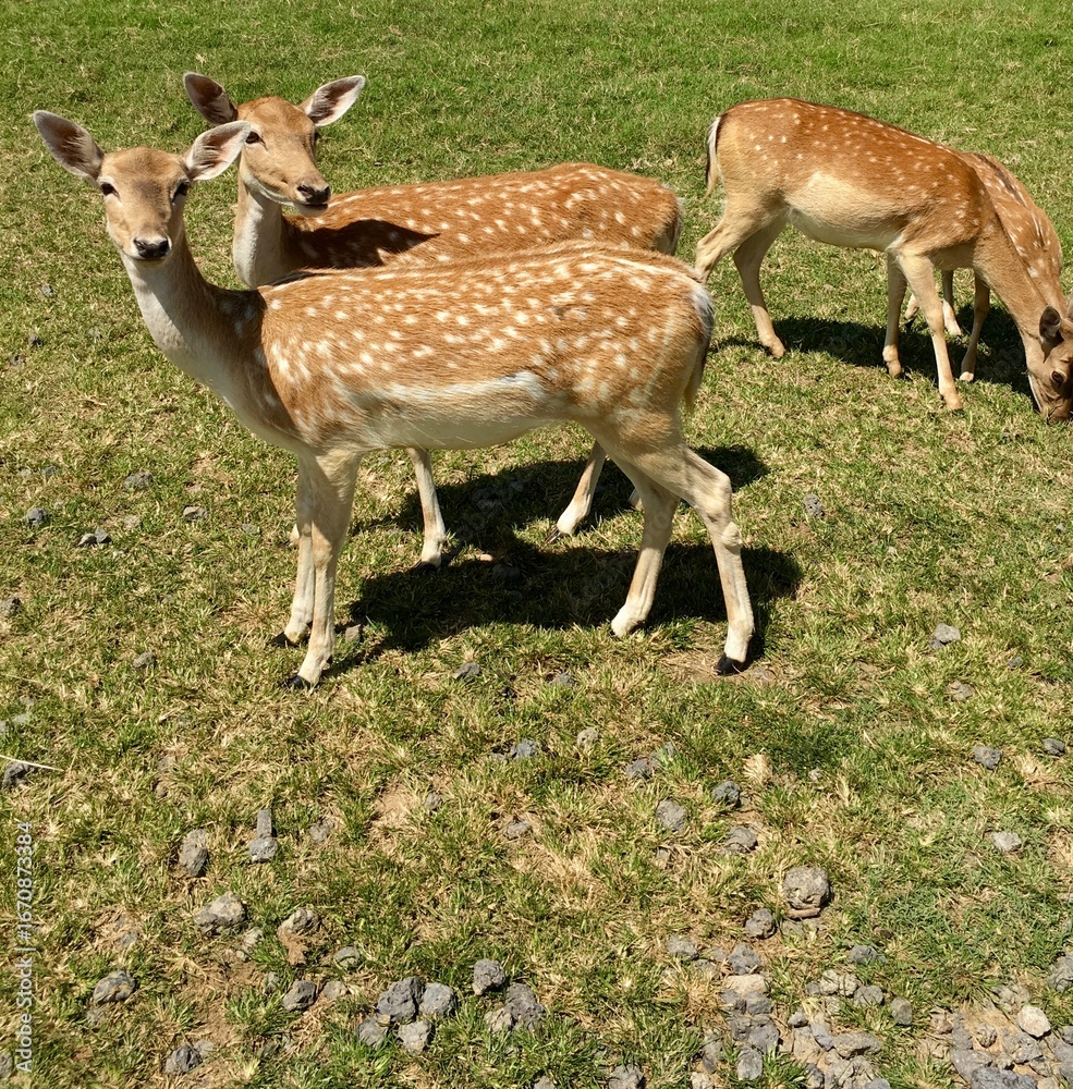 Fototapeta premium white tailed deer