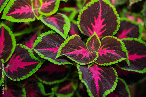 purple and green