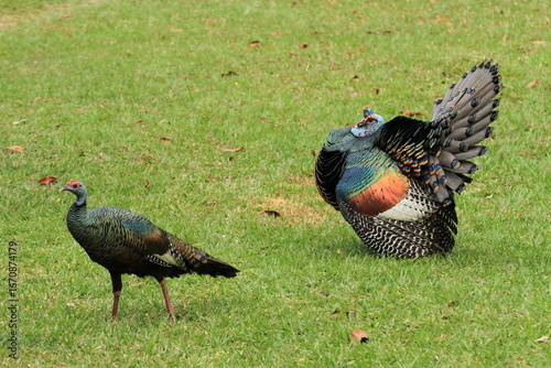 Ocellated turkey in Tikal, Yucatan, Guatemala