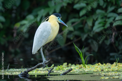 Cap Heron 