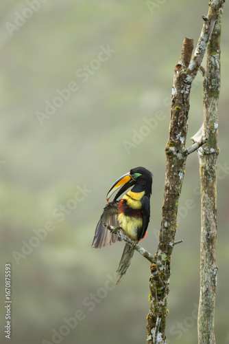 Toucan cleaning