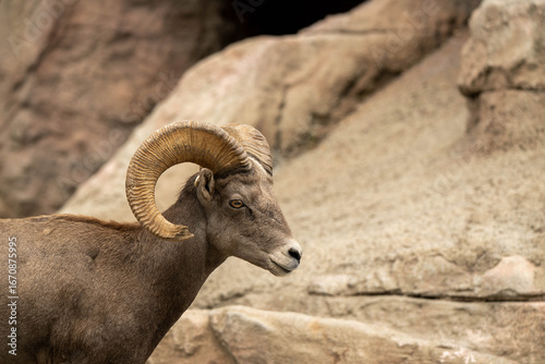 Obraz na płótnie big horn sheep