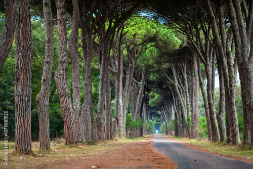 Scenic Pine Tree Alley in Pisa, Italy