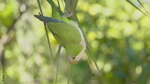 A green parrot Monk parakeet in close-up gracefully descends while holding onto palm leaves with its claws. Valencia, Spain.