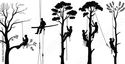 Silhouettes of professional tree climbers and arborists using ropes and safety gear, performing tree maintenance, trimming, pruning, climbing, outdoors, nature, safety, work