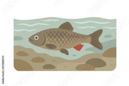 In the Czech Republic's Lake Kacabaja, a freshwater fish known as Squalius cephalus, or the European chub, swims in its habitat during early autumn