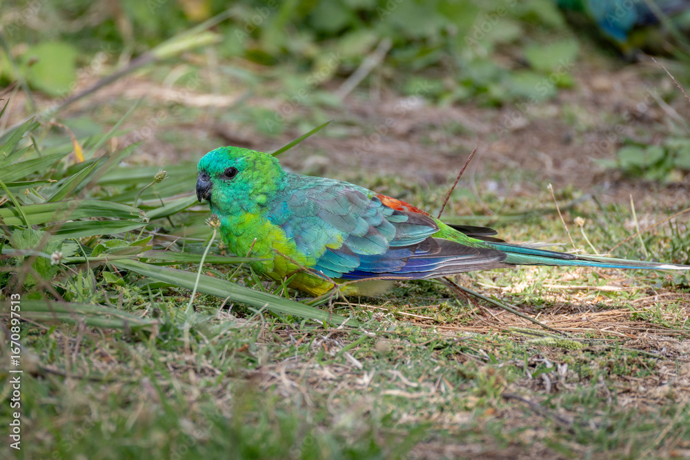 Fototapeta premium Red-rumped Parrot (Psephotus haematonotus) male, Canberra, ACT, February 2025
