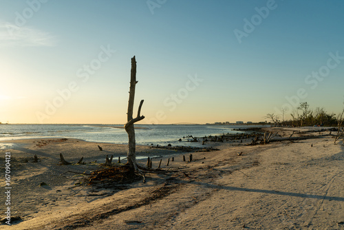 Bare Tree on Sandy Beach at Sunset - Coastal landscape with a leafless tree standing on sandy shoreline during golden hour. Warm sunset light reflects on the ocean, creating a peaceful presence