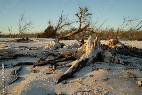 Weathered Driftwood on Sandy Beach at Sunset