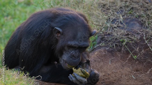 Bonobo, or pygmy chimpanzee, is eating its own feces.