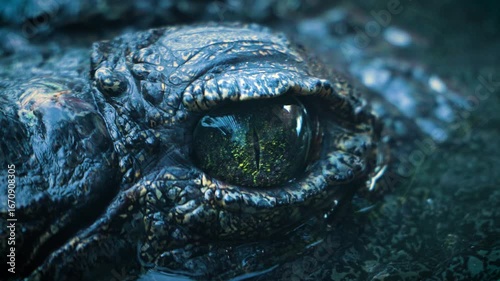 Nile crocodile eye close-up. The Nile crocodile is a large crocodilian native to freshwater habitats in Africa, where it is present in 26 countries. It is widely distributed in sub-Saharan Africa 