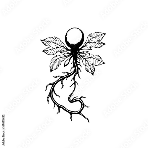 Intricate botanical illustration of a plant with circular fruit offering a whimsical nod to
