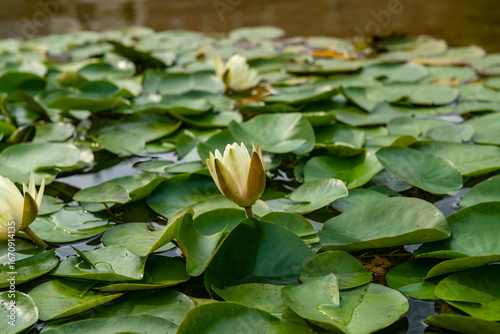 enchantment and serenity: the lotus flower in all its splendor, a symbol of purity and resilience that emerges from the waters, as in buddha's meditation, representing the beauty of nature. web news