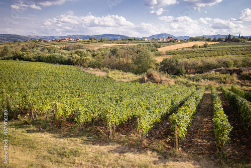 Vineyards at a Serbian winery.