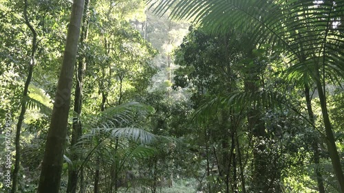 From looking up to the top of the trees in a rainforest to the floor and back up again. 