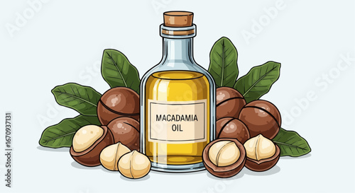 National day of macadamia nut september 4th vector macadamia oil benefits for skin and hair care a natural beauty product for healthy lifestyle and wellness