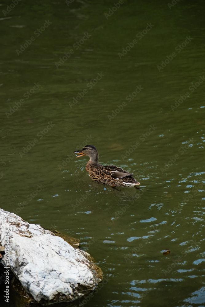 Fototapeta premium duck in the pond