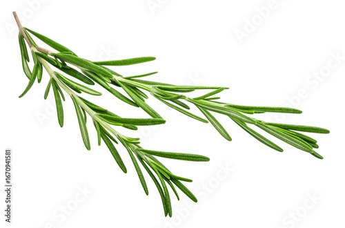 Fototapeta Naklejka Na Ścianę i Meble -  Fragrant rosemary sprigs isolated on a transparent background