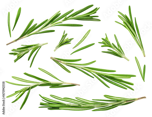 Photos Rosemary isolated set