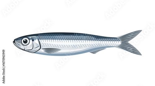 Vector illustration of anchovy fish. Small salted forage fish belonging to the Engraulidae family. Peruvian anchovet. Rich in fat. Delicious food. Nutritious seafood. California anchovy.