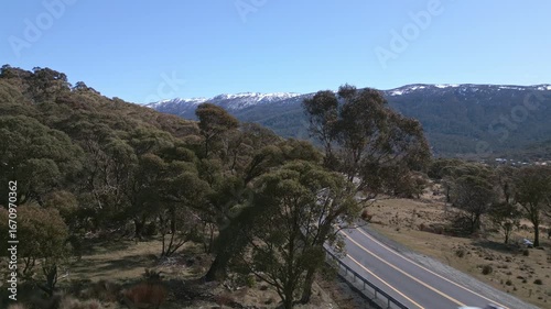 The snow capped mountains sit above a gum tree as cars pass both directions.