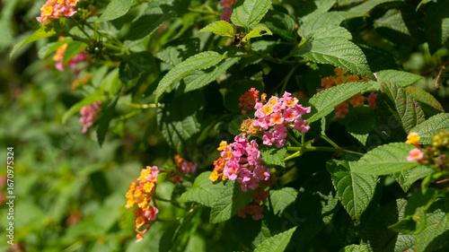 Vibrant Pink and Orange Lantana Flowers Blooming in Sunlight