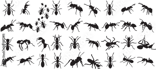 ant, ants, insect, insects, silhouette, black, white background, isolated, crawling, walking, running, standing, group, swarm, many, different, poses, vector, illustration, macro, close up, arthropod,