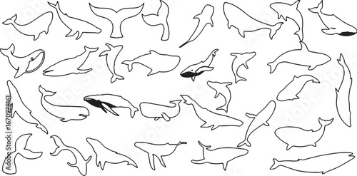 whale, dolphin, sea, ocean, marine life, animal, silhouette, outline, drawing, sketch, illustration, graphic, vector, collection, set, isolated, black and white, nature, aquatic, mammal, humpback whal