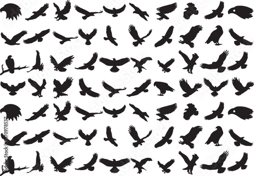 eagle, bird, hawk, falcon, raptor, silhouette, bird of prey, flight, flying, perched, wings spread, profile, outline, black and white, vector, graphic, nature, wildlife, freedom, power, majesty, hunti
