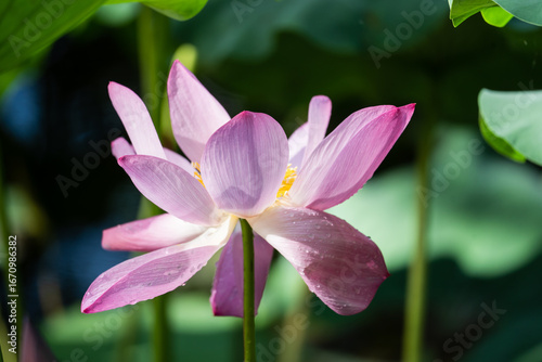 lotus flower in the garden A delicate pink lotus flower in full bloom with de...