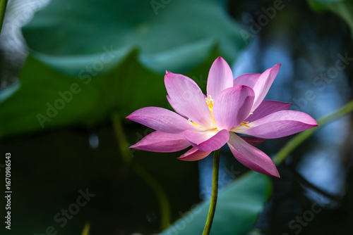 A delicate pink lotus flower in full bloom with dewdrops, set against a lush ...