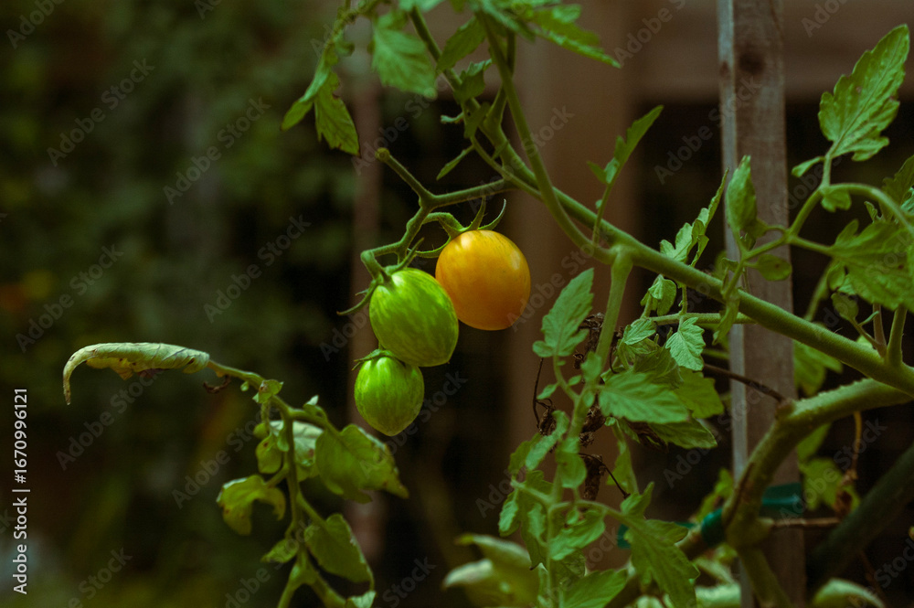 Obraz premium tomato's on plant 