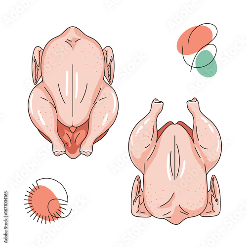 Delicious whole raw chicken ready for delicious roasting or grilling preparation