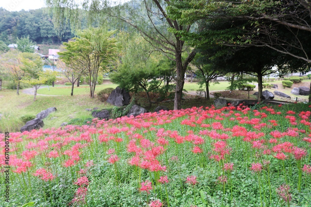 Obraz premium 彼岸花の咲く風景 秋の公園