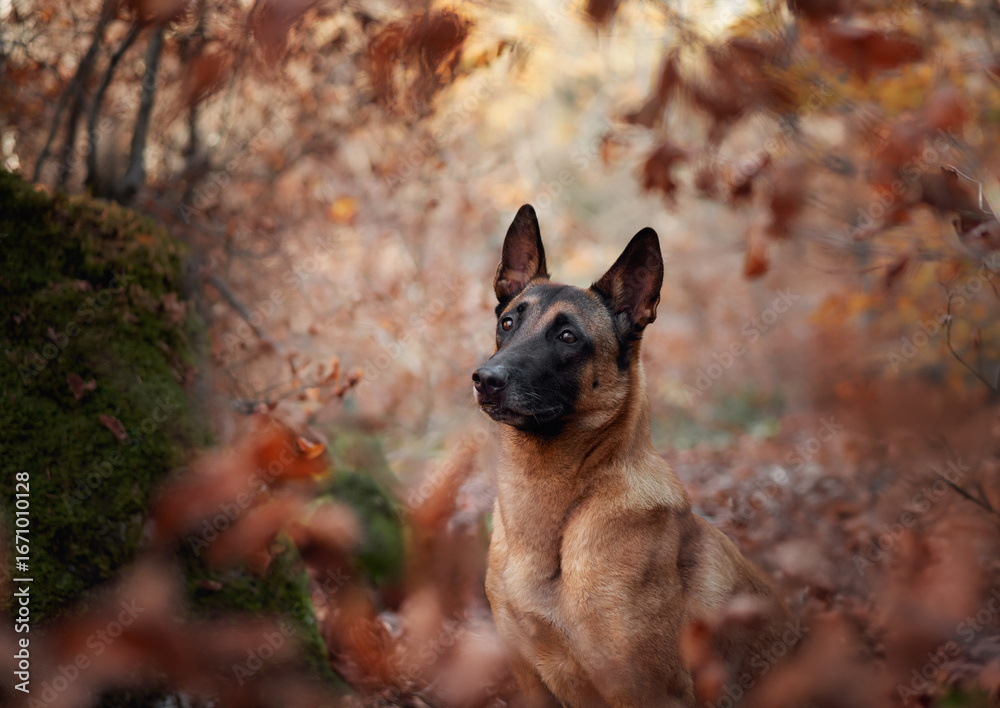 Naklejka premium A Belgian Malinois rests among golden autumn leaves with a serene expression. The blurred background highlights the rich seasonal tones and the dog's attentive demeanor.